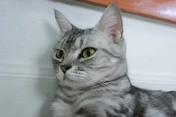 Американская короткошерстная кошка — стоковое фото