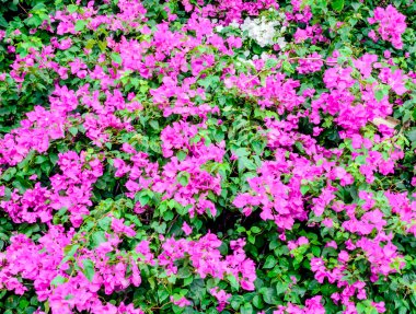 Yumuşak ufuk Bougainvillea çiçek