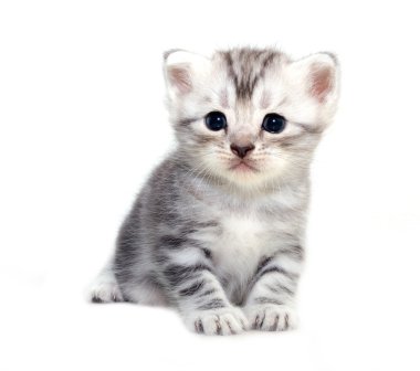 Şirin Amerikalı stenografi kedi yavru kedi