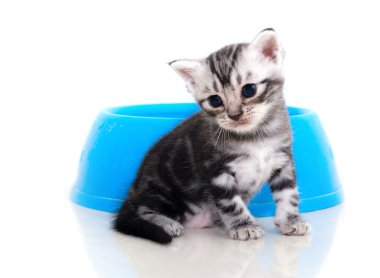 Şirin Amerikalı stenografi kedi yavru kedi