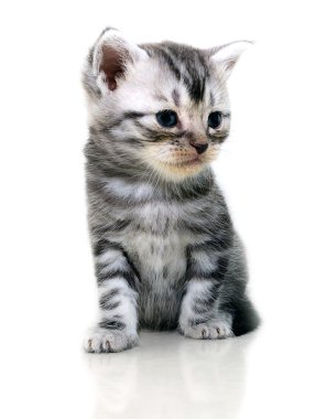 Şirin Amerikalı stenografi kedi yavru kedi