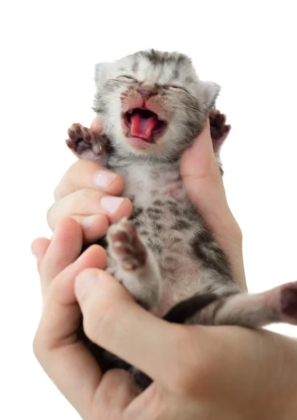 O rosto do gato americano shorthair — Fotografia de Stock