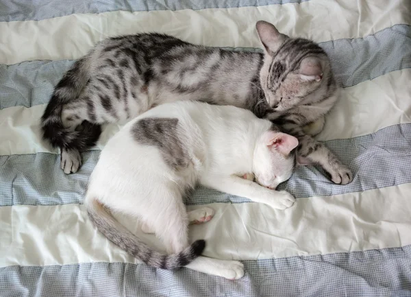 Zwei süße Kätzchen schlafen auf einer Decke — Stockfoto