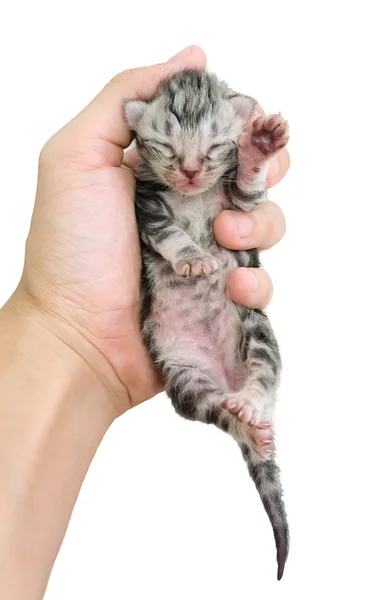 Amerikaans korthaar kitten is op de handen van de eigenaar. Geïsoleerd — Stockfoto