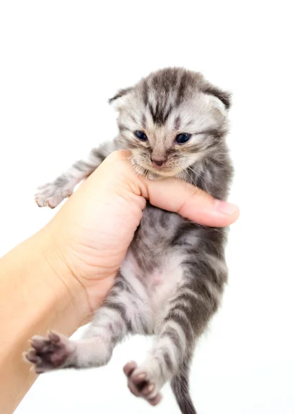 Amerikaans korthaar kitten is op de handen van de eigenaar. Geïsoleerd — Stockfoto