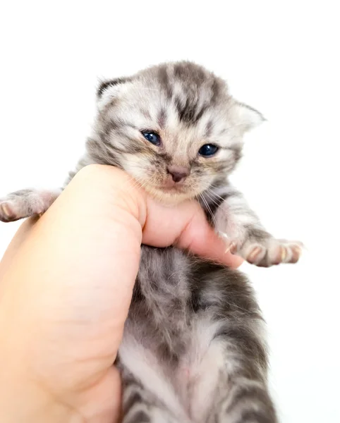 Amerikaans korthaar kitten is op de handen van de eigenaar. Geïsoleerd — Stockfoto