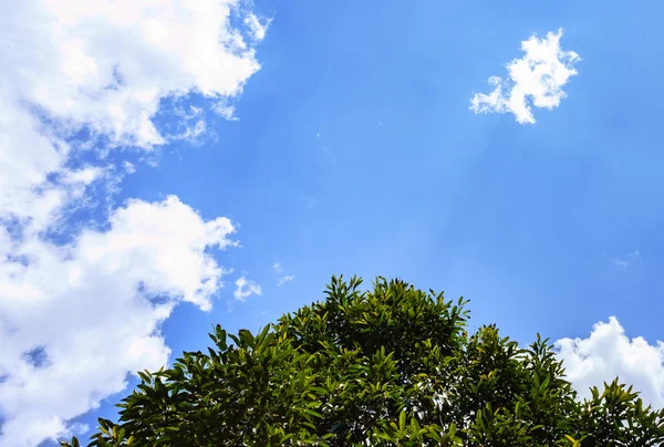 Árbol y cielo azul —  Fotos de Stock