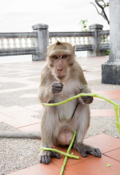 Monkey sitting and eating Vigna unguiculata — Stock Photo, Image