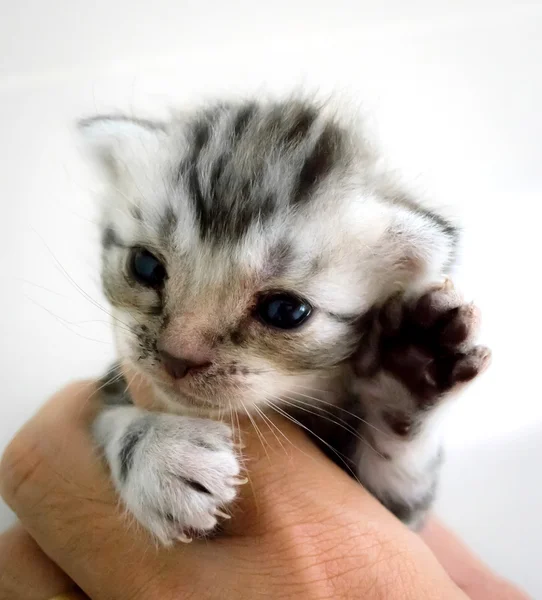 Amerikaans korthaar kitten is op de handen van de eigenaar — Stockfoto