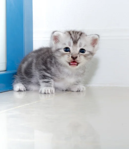 Lindo americano taquigrafía gato gatito — Foto de Stock