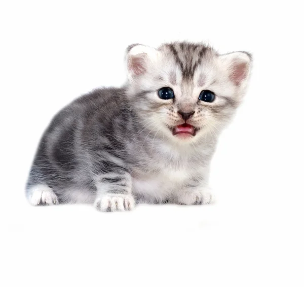 Süße amerikanische Kurzhaarkatze — Stockfoto