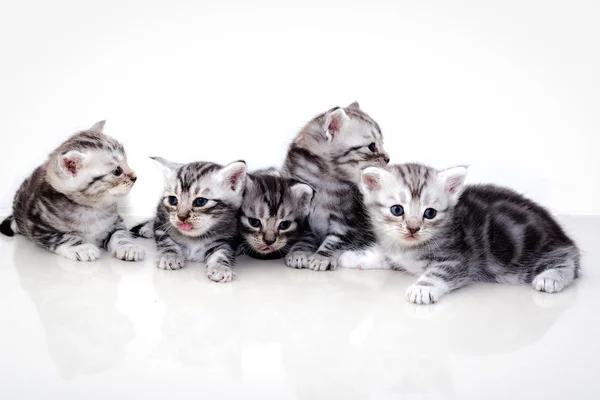 Gatinho americano bonito do gato do shorthair — Fotografia de Stock