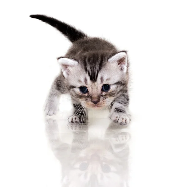 可爱的美国短毛猫猫小猫 — 图库照片
