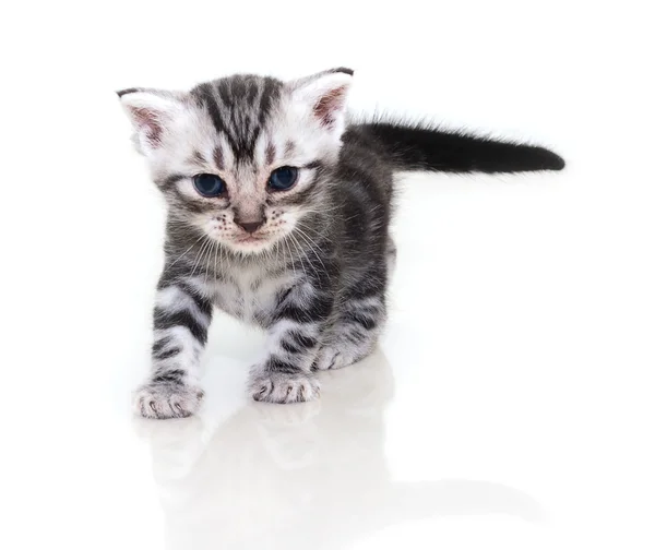 Cute Amerikaanse korthaar kat kitten — Stockfoto