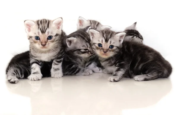 Gatinho americano bonito do gato do shorthair — Fotografia de Stock