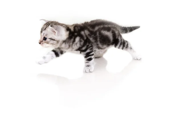 Cute Amerikaanse korthaar kat kitten — Stockfoto