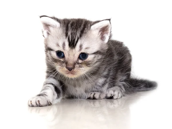 Aranyos amerikai Gyorsírás macska cica — Stock Fotó