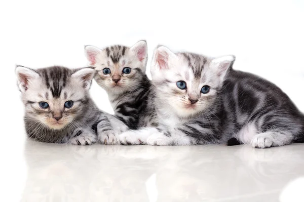 Gatinho americano bonito do gato do shorthair — Fotografia de Stock