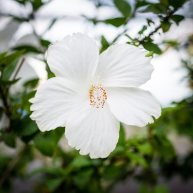 Beyaz hibiscus çiçek