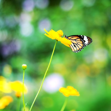 Sarı Cosmos'a çiçek kelebek