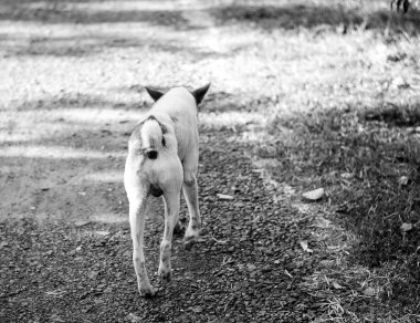 Siyah beyaz bir köpek yürüyüş