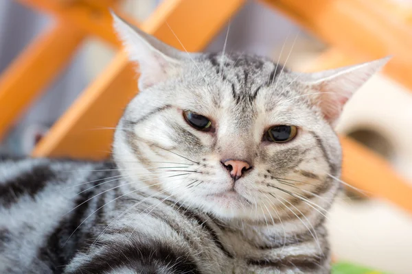 O rosto do gato americano shorthair — Fotografia de Stock