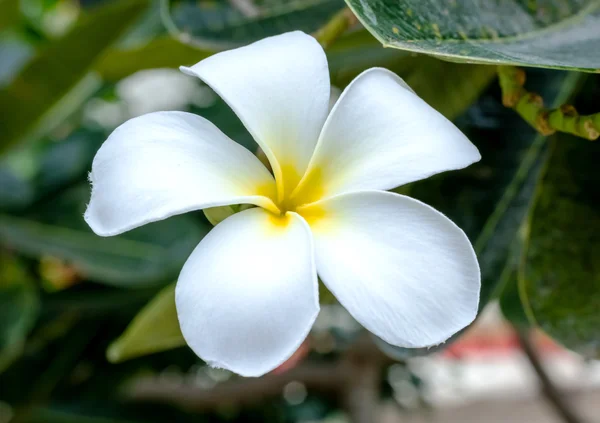 Frangipani tropikal çiçekleri, Plumeria çiçekleri taze — Stok fotoğraf