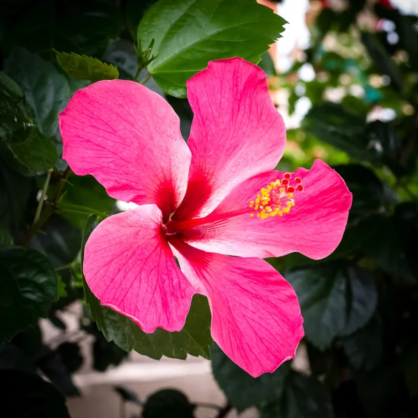 Pembe hibiscus çiçek — Stok fotoğraf