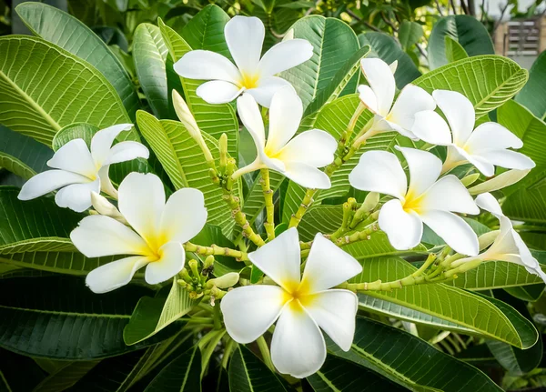 Frangipani tropikal çiçekleri, Plumeria çiçekleri taze — Stok fotoğraf