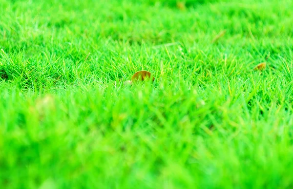 Zachte intreepupil groen gras achtergrond — Stockfoto