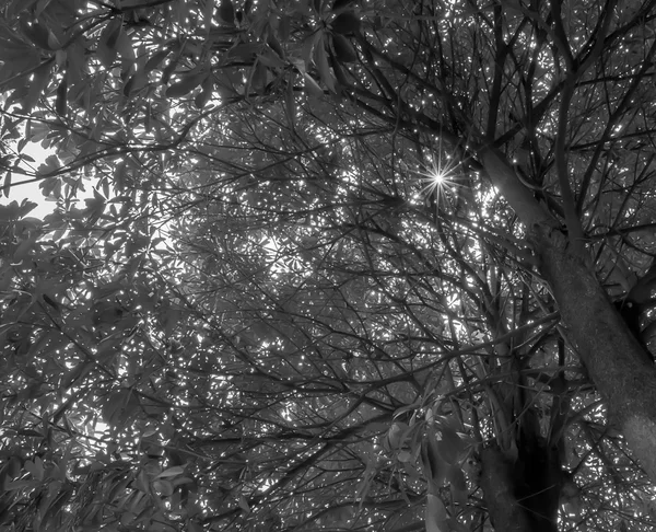 Абстрактний візерунок з силуетів листя — стокове фото