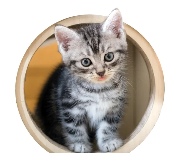 Şirin Amerikalı stenografi kedi yavru kedi