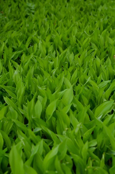 Background of may lily green leaves