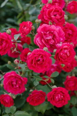 Gül bush ile çiçek, seçici odak pembe güller