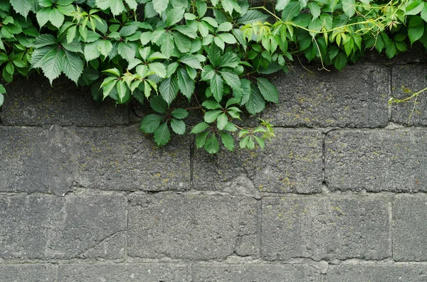 Фон сірої кам'яної стіни з зеленим листям плюща у верхній частині фотографії — стокове фото