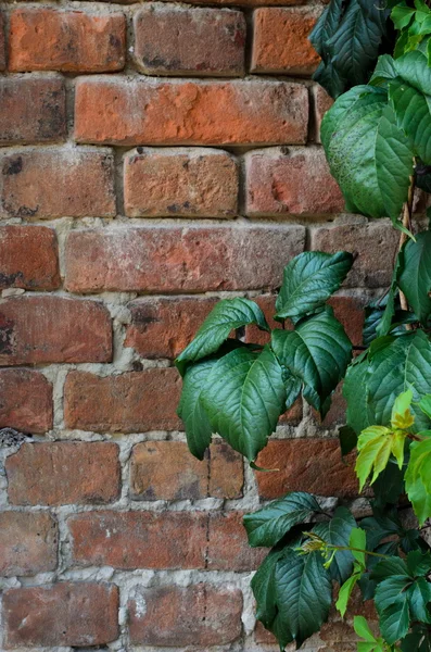 Winorośl Virginia creeper bluszcz na tle ceglany mur — Zdjęcie stockowe