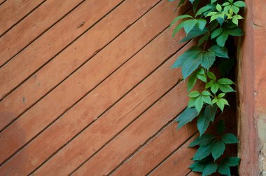 Yeşil asması eski püskü boyalı ahşap Komiteler arka plan üzerinde bırakır. 