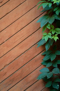 Yeşil asması eski püskü boyalı ahşap Komiteler arka plan üzerinde bırakır. 