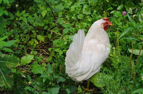 Летом белая курица ходит по зеленой траве — стоковое фото