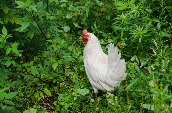 Poule blanche marchant dans l'herbe verte en été — Photo