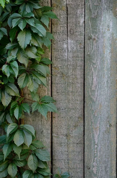 Feuilles vertes de Virginie rampant sur fond de planches en bois peintes shabby — Photo