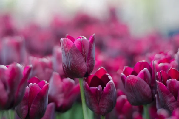 Purple tulips, selective focus — Stock Photo, Image