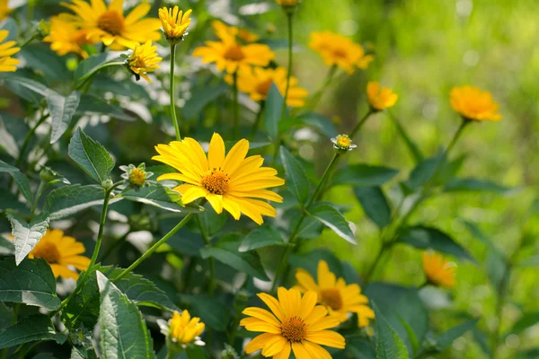 Heliopsis helianthoidleri, sarı çiçekler 