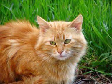 Kırmızı tüylü kedi. 