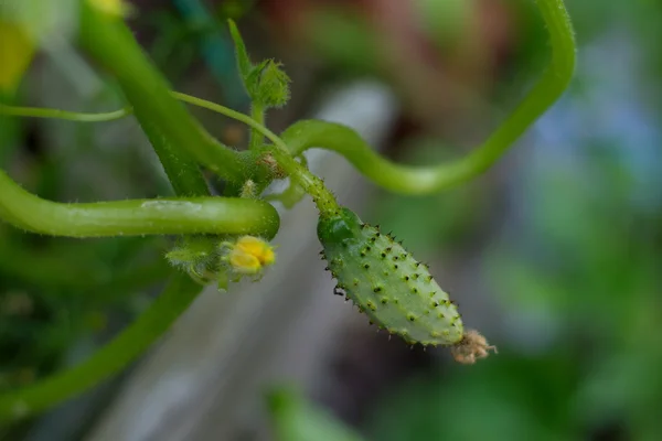 Green cucumber — Stock Photo, Image