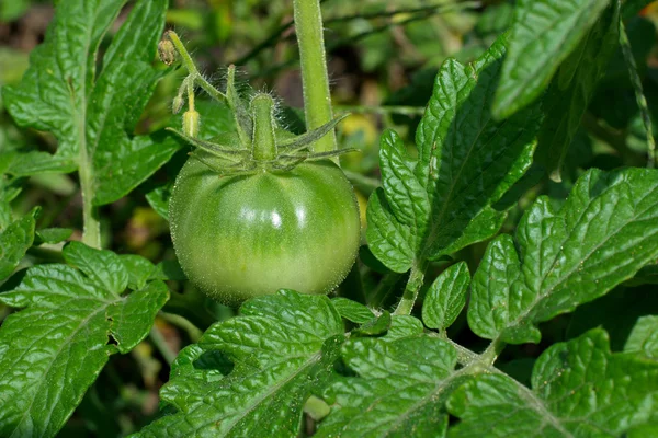 绿色 tomatoe — 图库照片