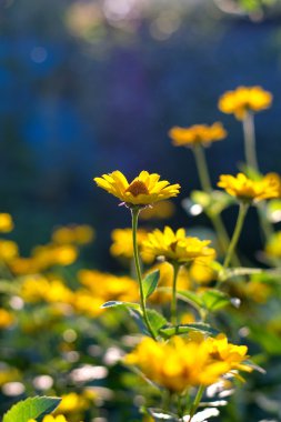 Heliopsis helianthoides