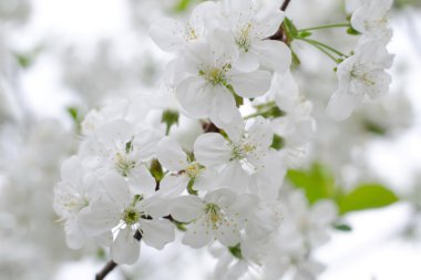 kiraz çiçekleri çiçek