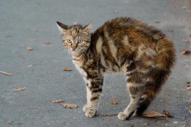 Korkmuş sokak kedi