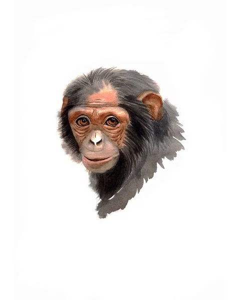 Suluboya Resimli Şempanze Kafası — Stok fotoğraf